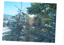 Afyonkarahisar Merkez Işıklar - Atatürk Mahallesi Milli Emlak'tan Satılık 786,33 m2 Arsa