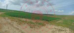 Kırıkkale Merkez Karacali Köyü Milli Emlak'tan Satılık 1.257,17 m2 Tarla
