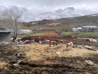 Ardahan Merkez Bağdeşen Köyü Milli Emlak'tan Satılık 724,28 m2 Tarla