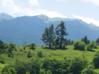 Artvin Ardanuç Sakarya Köyü Milli Emlak'tan Satılık 2.815,36 m2 Tarla