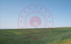 Konya Altınekin Mantar Köyü Milli Emlak'tan Satılık 12.439,91 m2 Tarla