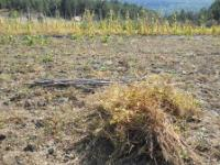 Kastamonu Taşköprü Yavuç Köyü Milli Emlak'tan Satılık 4.753,38 m2 Tarla