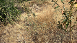 Çankırı Korgun Şıhlar Köyü Milli Emlak'tan Satılık 723,63 m2 Tarla