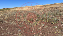 Çorum Alaca Büyükhırka Köyü Milli Emlak'tan Satılık 3.253,25 m2 Tarla