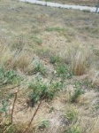 Afyonkarahisar Bolvadin KURUCAOVA K Milli Emlak'tan Satılık 784,58 m2 Tarla