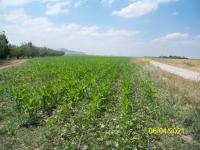 Karaman Merkez Demiryurt (Mandason) Köyü Milli Emlak'tan Satılık 6.569,59 m2 Tarla