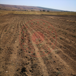 Kütahya Merkez Körs Köyü Milli Emlak'tan Satılık 1.335,69 m2 Tarla