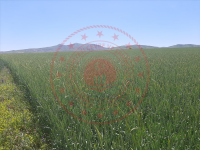 Sivas Merkez Dikmencik Köyü Milli Emlak'tan Satılık 4.361,82 m2 Tarla