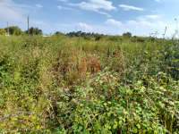 Düzce Merkez Konuralp - Yörükler Köyü Milli Emlak'tan Satılık 974,84 m2 Arsa