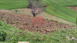 Çorum Merkez Güzelyurt Köyü Milli Emlak'tan Satılık 881,97 m2 Tarla
