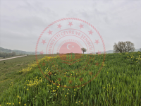 Balıkesir Karesi Ovacık Köyü Milli Emlak'tan Satılık 381,01 m2 Tarla