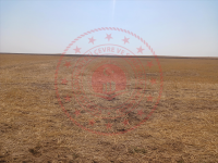 Konya Selçuklu Meydan Köyü Milli Emlak'tan Satılık 1.136,40 m2 Tarla