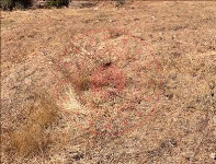 Bingöl Genç Yayla Köyü Milli Emlak'tan Satılık 2.512,87 m2 Tarla