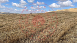 Çorum Alaca Büyükhırka Köyü Milli Emlak'tan Satılık 5.275,80 m2 Tarla