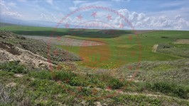 Çorum Merkez Güzelyurt Köyü Milli Emlak'tan Satılık 1.529,40 m2 Tarla