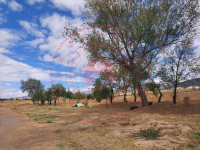 Konya Hüyük Görünmez Köyü Milli Emlak'tan Satılık 252,39 m2 Tarla