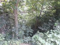 Trabzon Çaykara Şahinkaya Mahallesi Milli Emlak'tan Satılık 76,75 m2 Tarla