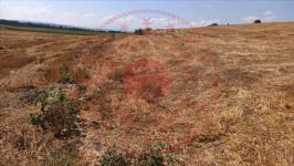 Tekirdağ Süleymanpaşa Taşomurca Köyü Milli Emlak'tan Satılık 2.152,54 m2 Tarla