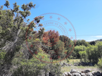 Denizli Çameli Ayvacık Köyü Milli Emlak'tan Satılık 532,19 m2 Tarla