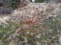 Erzincan Refahiye Alacaatlı Köyü Milli Emlak'tan Satılık 762,54 m2 Tarla