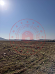 Kırşehir Merkez Sevdiğin Köyü Milli Emlak'tan Satılık 1.183,70 m2 Tarla