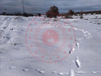 Kütahya Merkez Söğüt Köyü Milli Emlak'tan Satılık 1.525,27 m2 Tarla