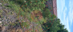 Konya Meram Gödene Mahallesi Milli Emlak'tan Satılık 783,08 m2 Arsa