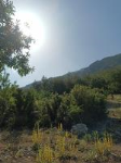 Denizli Acıpayam Gümüş Köyü Milli Emlak'tan Satılık 4.633,59 m2 Tarla