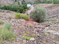 Gümüşhane Merkez Arzularkabaköy - Kabaköy Mahallesi Milli Emlak'tan Satılık 588,90 m2 Arsa