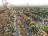 Çanakkale Yenice Kalkım Atatürk Mahallesi Milli Emlak'tan Satılık 2.420,76 m2 Tarla