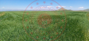 Ağrı Hamur Tükenmez Köyü Milli Emlak'tan Satılık 21.576,33 m2 Tarla