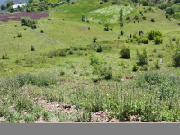 Artvin Ardanuç Bereket Köyü Milli Emlak'tan Satılık 4.960,94 m2 Tarla