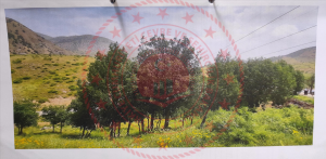 Bitlis Merkez Deliktaş (Sürüm) Köyü Milli Emlak'tan Satılık 3.363,51 m2 Tarla