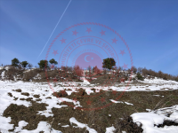 Sinop Saraydüzü Yukarı Akpınar Köyü Milli Emlak'tan Satılık 9.821,78 m2 Tarla