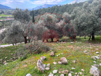 Muğla Ula Ataköy Köyü Milli Emlak'tan Satılık 444,64 m2 Tarla