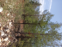 Karaman Ermenek Sarıvadi Köyü Milli Emlak'tan Satılık 3.535,98 m2 Tarla