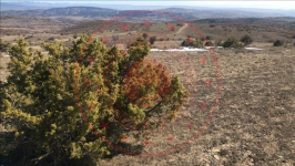 Çankırı Korgun Maruf Köyü Milli Emlak'tan Satılık 8.223,70 m2 Tarla