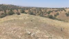 Uşak Eşme Kayalı Köyü Milli Emlak'tan Satılık 9.800,00 m2 Tarla