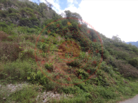 Giresun Doğankent Çatak Köyü Milli Emlak'tan Satılık 3.752,59 m2 Tarla