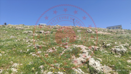 Mardin Midyat Güngören Köyü Milli Emlak'tan Satılık 1.510,32 m2 Tarla