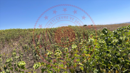 Çorum Alaca Büyükhırka Köyü Milli Emlak'tan Satılık 3.556,14 m2 Tarla