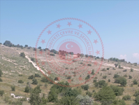 Malatya Akçadağ Yaylımlı Milli Emlak'tan Satılık 7.250,98 m2 Tarla