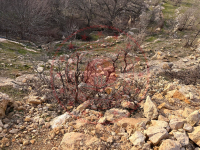 Mardin Artuklu Yayla Köyü Milli Emlak'tan Satılık 458,42 m2 Tarla