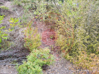 Samsun Havza Gelincik Köyü Milli Emlak'tan Satılık 289,17 m2 Tarla