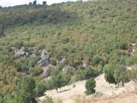 Amasya Merkez Ardıçlar Köyü Milli Emlak'tan Satılık 9.941,74 m2 Tarla