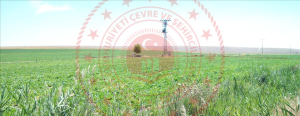 Konya Altınekin Mantar Köyü Milli Emlak'tan Satılık 21.705,04 m2 Tarla