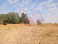 Konya Selçuklu Dağdere Köyü Milli Emlak'tan Satılık 2.065,15 m2 Tarla