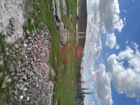 Kayseri Tomarza Dağyurdu Mahallesi Milli Emlak'tan Satılık 2.425,40 m2 Tarla