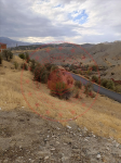 Erzincan İliç Sütlüce Köyü Milli Emlak'tan Satılık 2.560,86 m2 Tarla