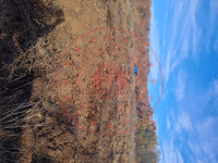 Çanakkale Yenice Gümüşler Köyü Milli Emlak'tan Satılık 1.010,73 m2 Tarla